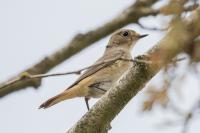 Phoenicurus phoenicurus