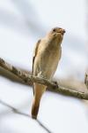Phoenicurus phoenicurus
