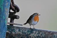 Erithacus rubecula