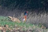 Phasianus colchicus
