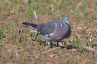 Columba palumbus