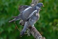 Columba palumbus