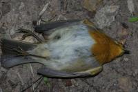 Erithacus rubecula