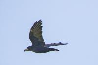 Corvus frugilegus