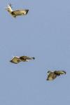 Buteo buteo