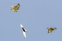 Buteo buteo