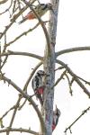 Dendrocopos medius