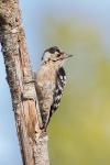 Dendrocopos minor