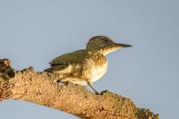 Picus viridis