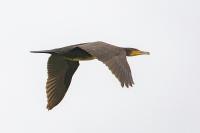 Phalacrocorax carbo