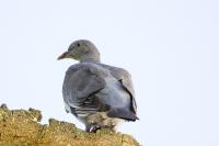 Columba palumbus