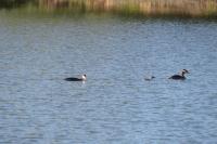 Podiceps cristatus