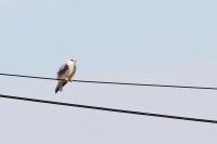 Elanus caeruleus