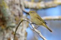 Phylloscopus collybita
