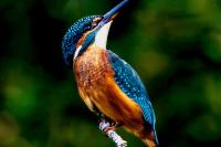 Alcedo atthis