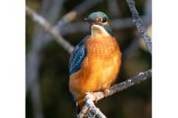 Alcedo atthis