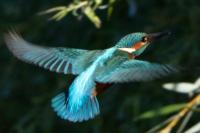 Alcedo atthis