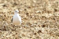 Larus michahellis