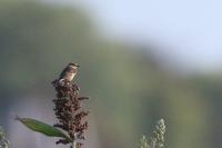 Saxicola rubetra