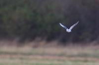 Elanus caeruleus