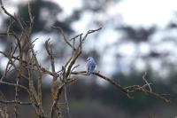 Elanus caeruleus