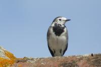 Motacilla alba