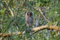 Athene noctua
