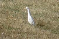 Bubulcus ibis