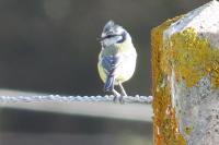Cyanistes caeruleus