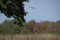 Ardea cinerea