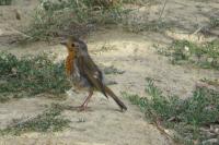 Erithacus rubecula