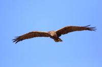 Milvus migrans