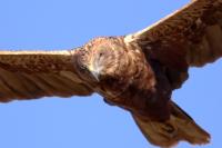 Milvus migrans