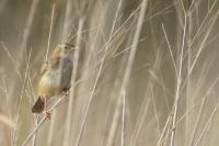 Cisticola juncidis