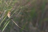 Emberiza schoeniclus