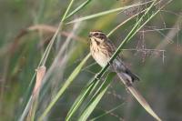 Emberiza schoeniclus