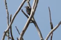 Sturnus vulgaris