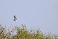 Elanus caeruleus