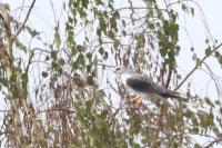 Elanus caeruleus
