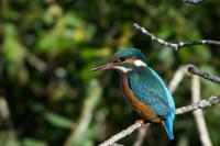 Alcedo atthis