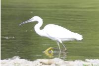 Egretta garzetta