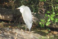 Ardea cinerea