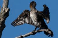 Phalacrocorax carbo