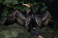 Phalacrocorax carbo