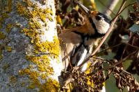 Dendrocopos major