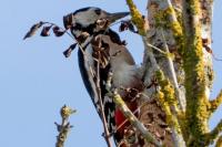 Dendrocopos major