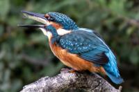 Alcedo atthis