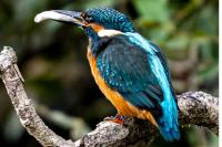 Alcedo atthis