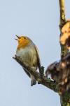 Erithacus rubecula
