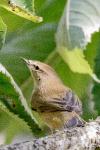 Phylloscopus collybita
